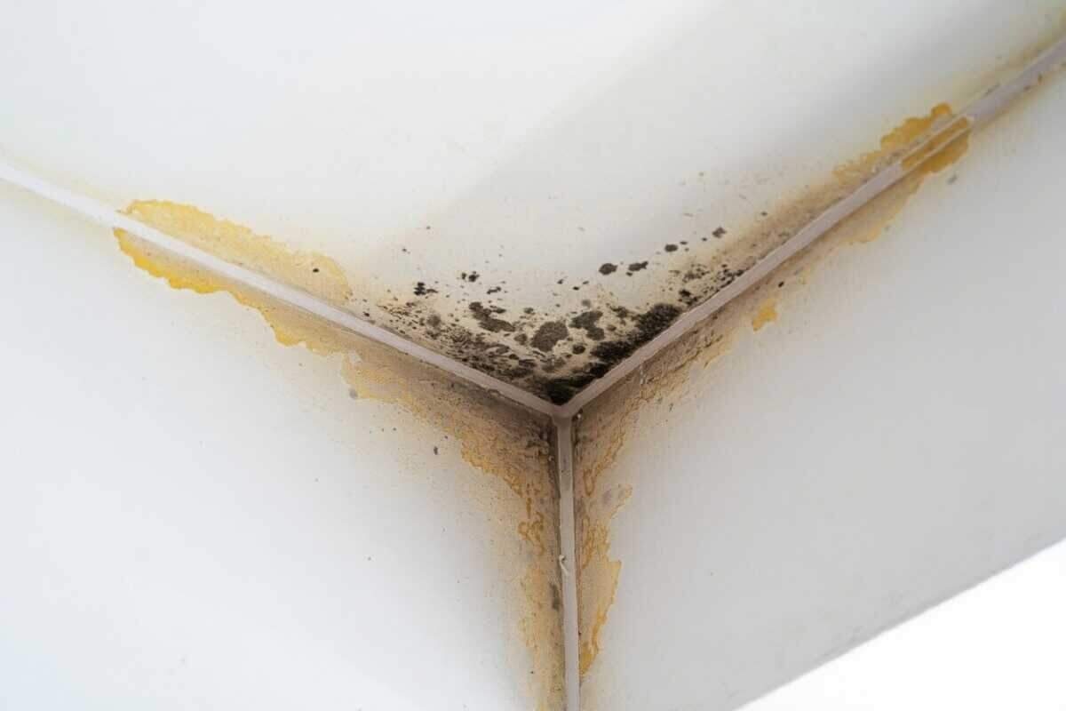 Mold growth spreading across a water-stained drywall corner in an Austin home